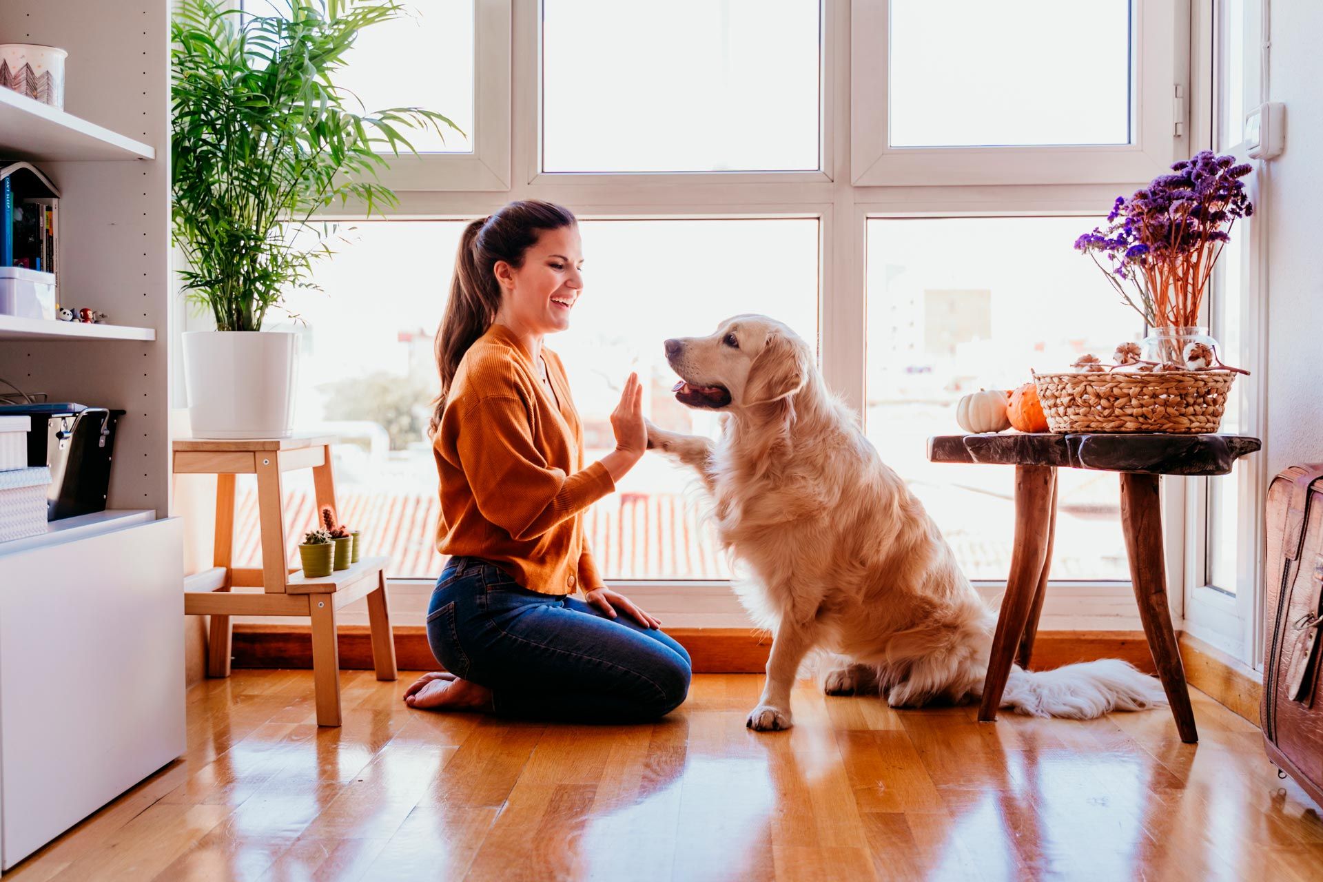 cuidados com animais de estimação