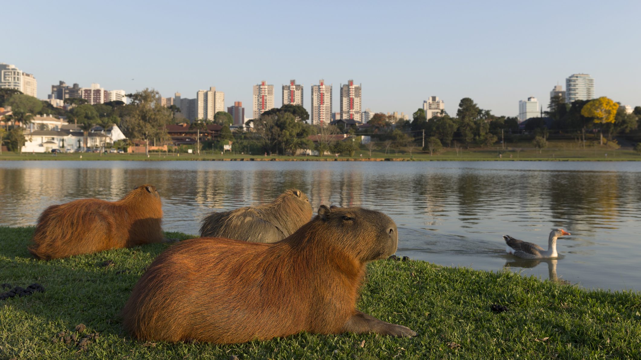 Parque Barigui