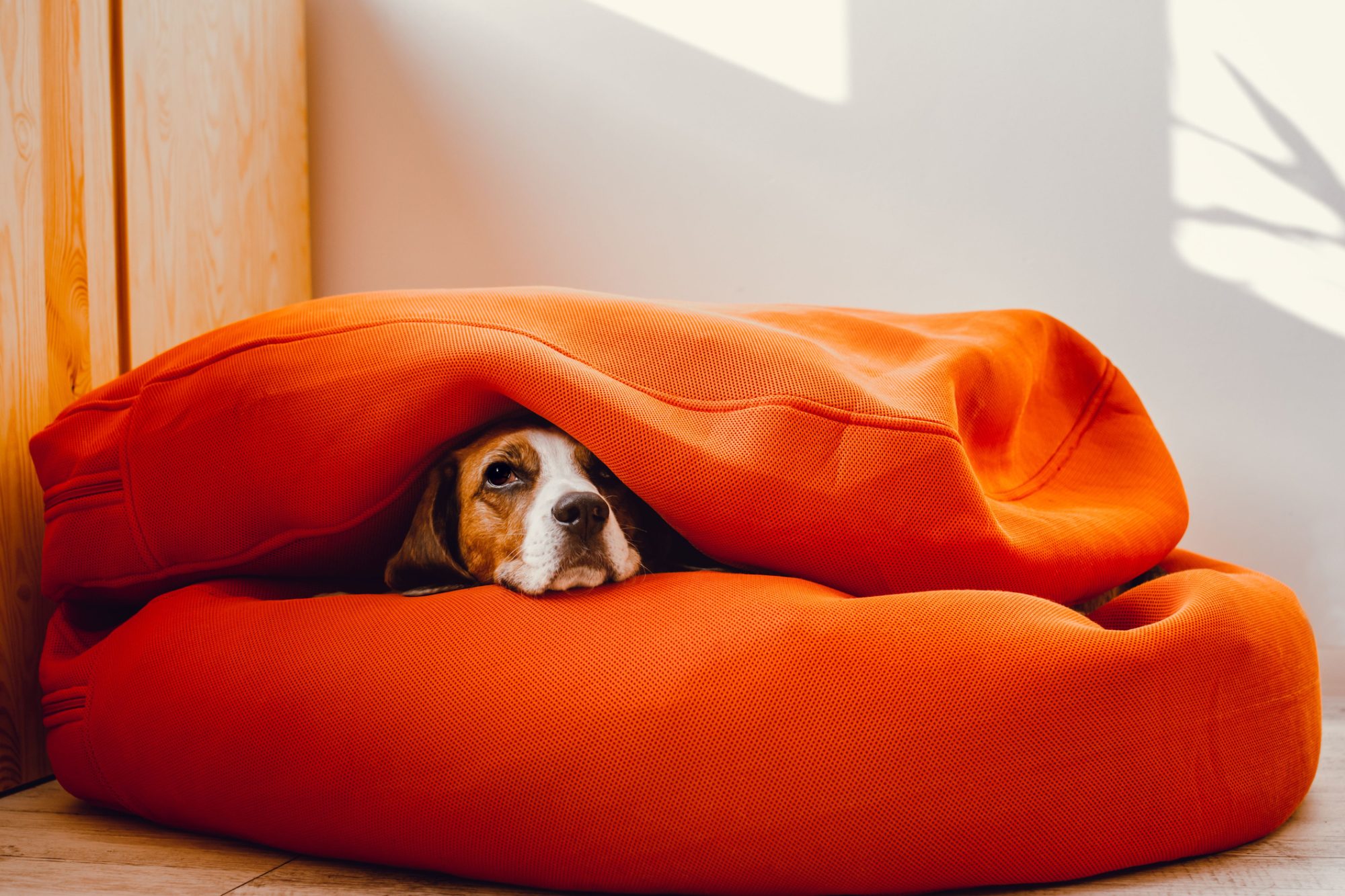 Cão deitado em almofadas laranjas