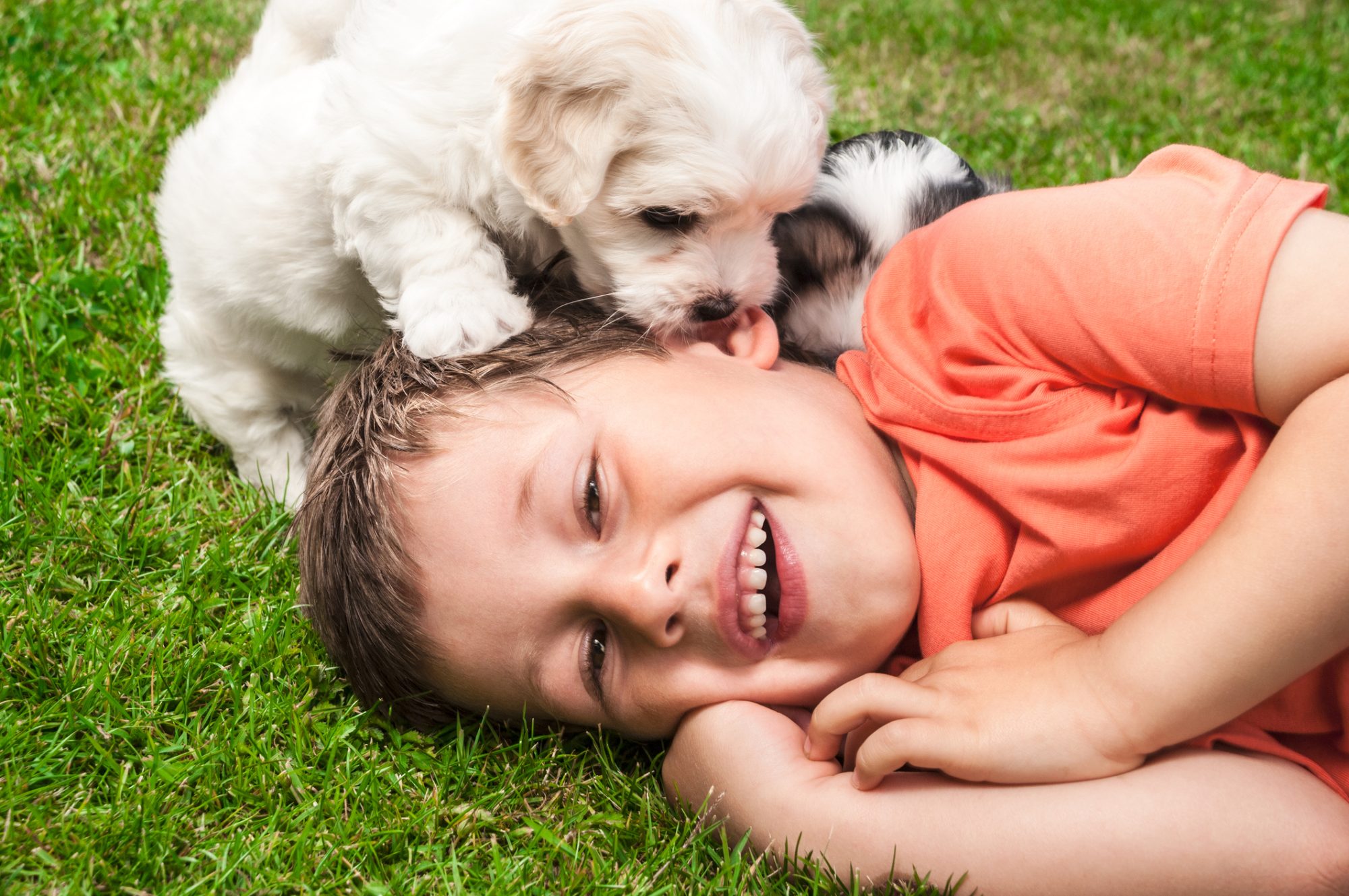 Criança deitada na grama com dois cães filhotes.