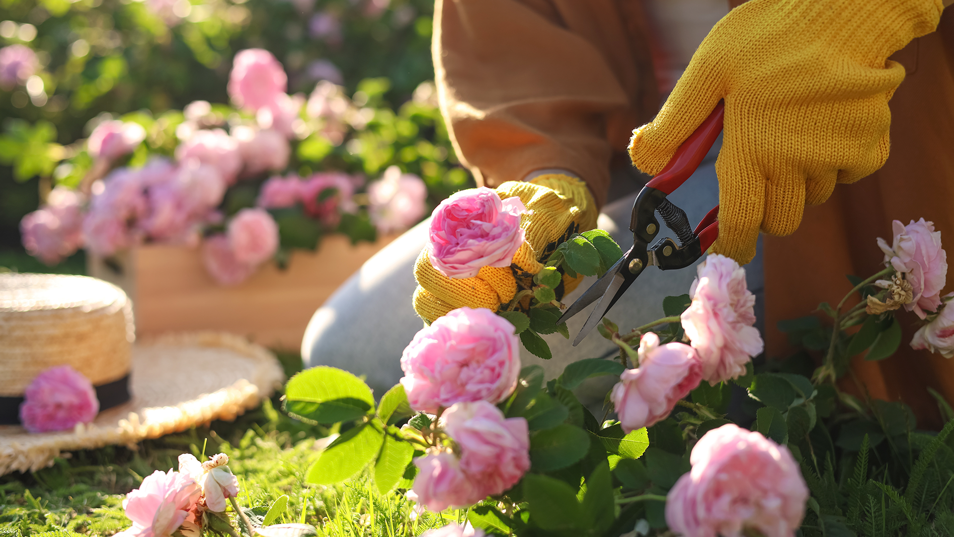 Como cuidar do jardim na primavera