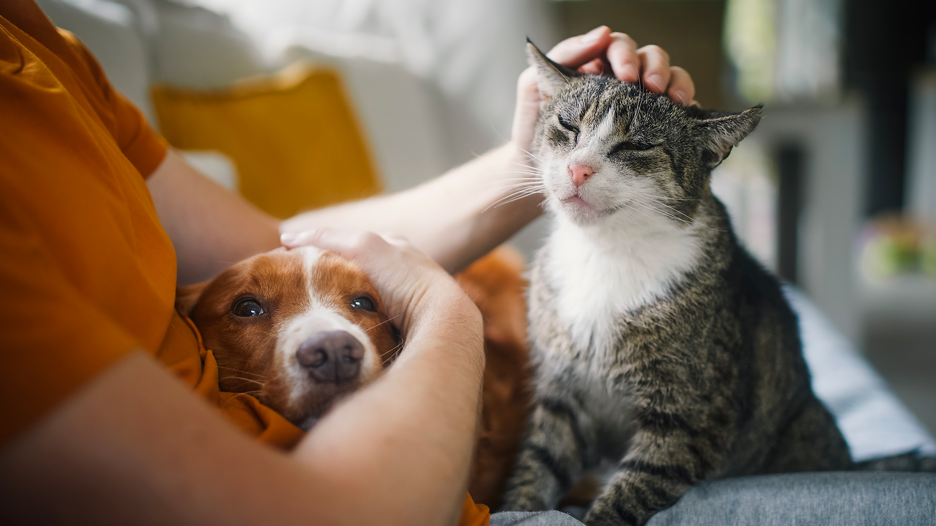 Como proteger os animais do barulho dos fogos
